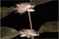 Eugenia cotinifolia